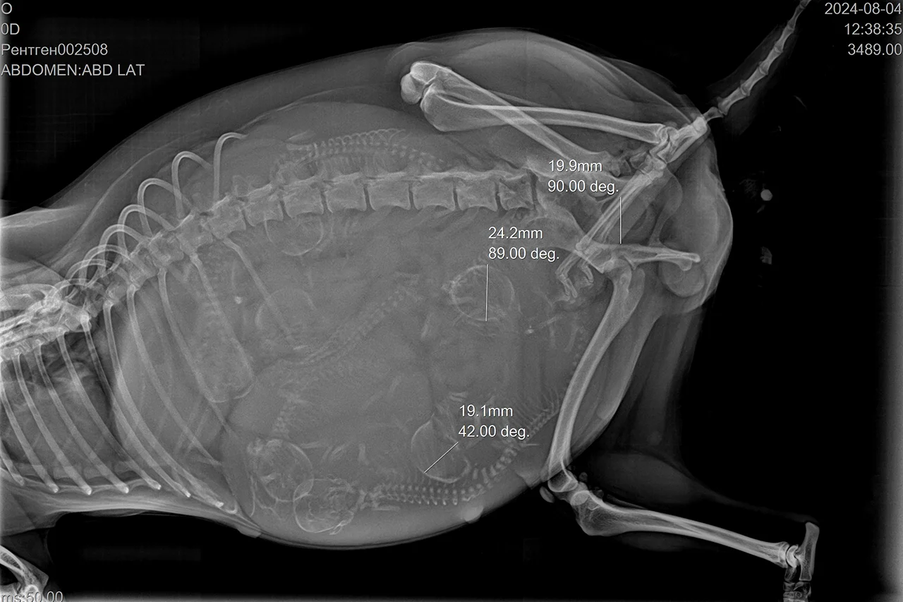 роды у кошек и собак