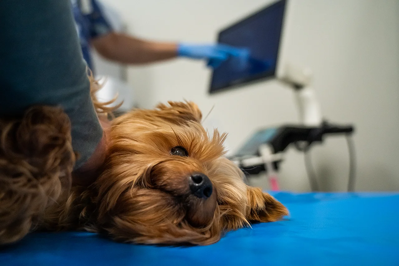 роды у кошек и собак