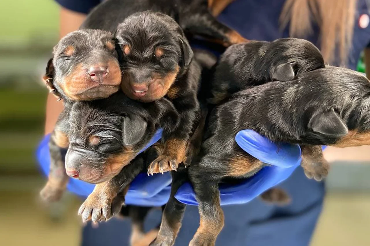 роды у кошек и собак