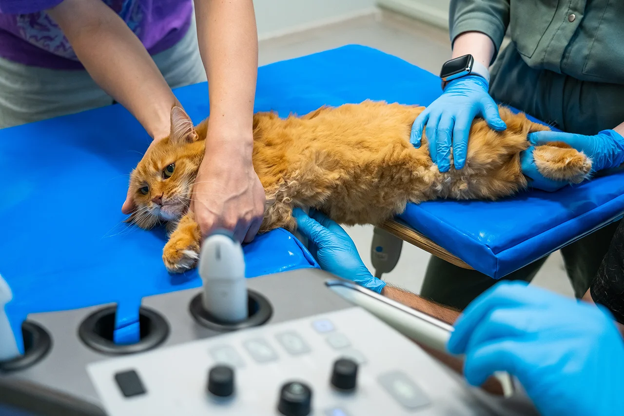 кардиолог Роман Чертопалов