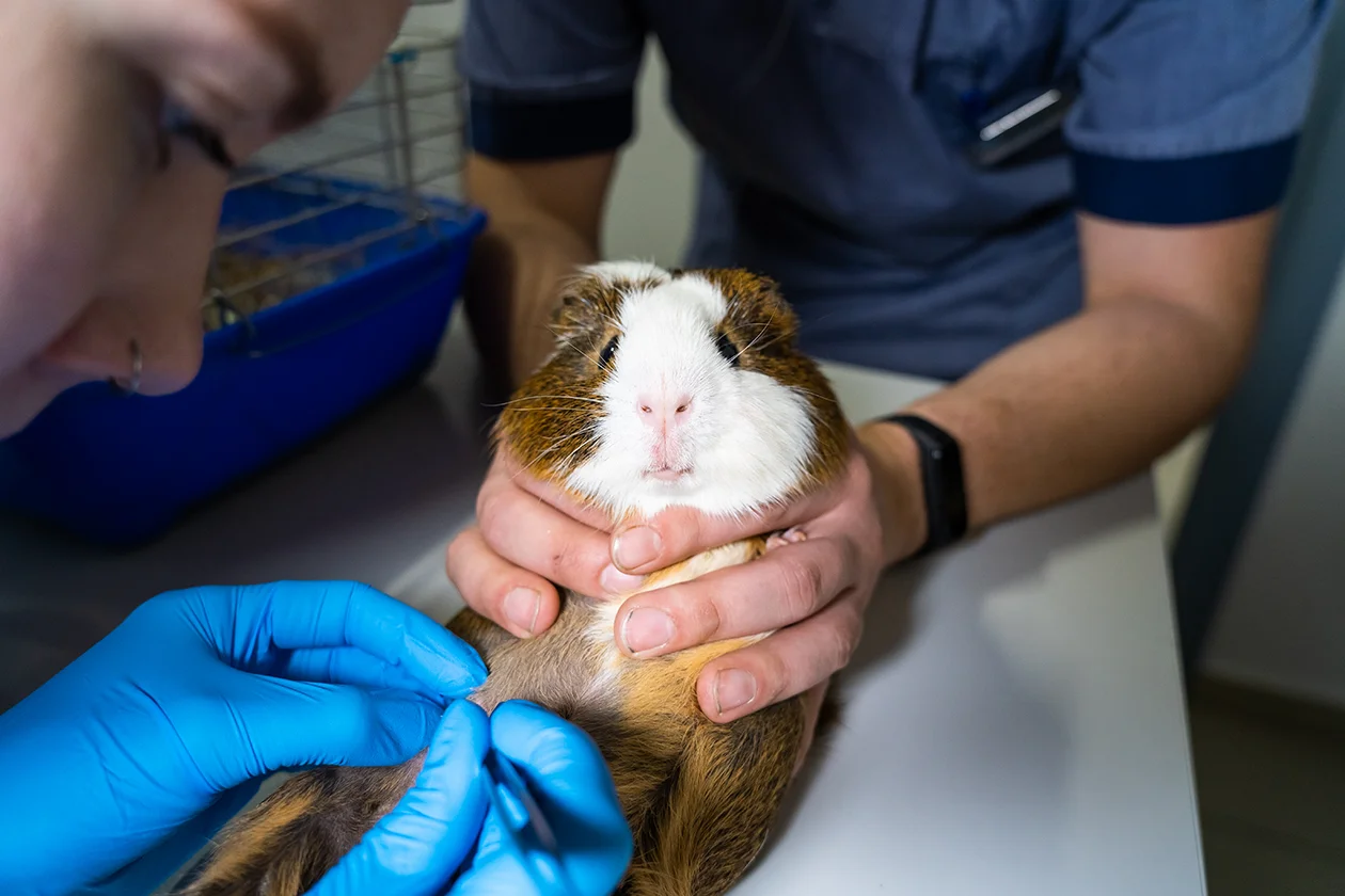 стоматолог Анастасия Щербо