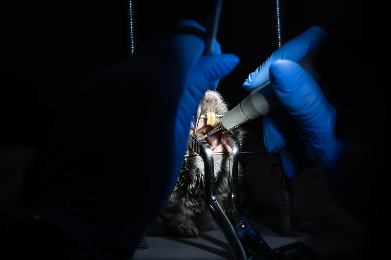 стоматолог Анастасия Щербо