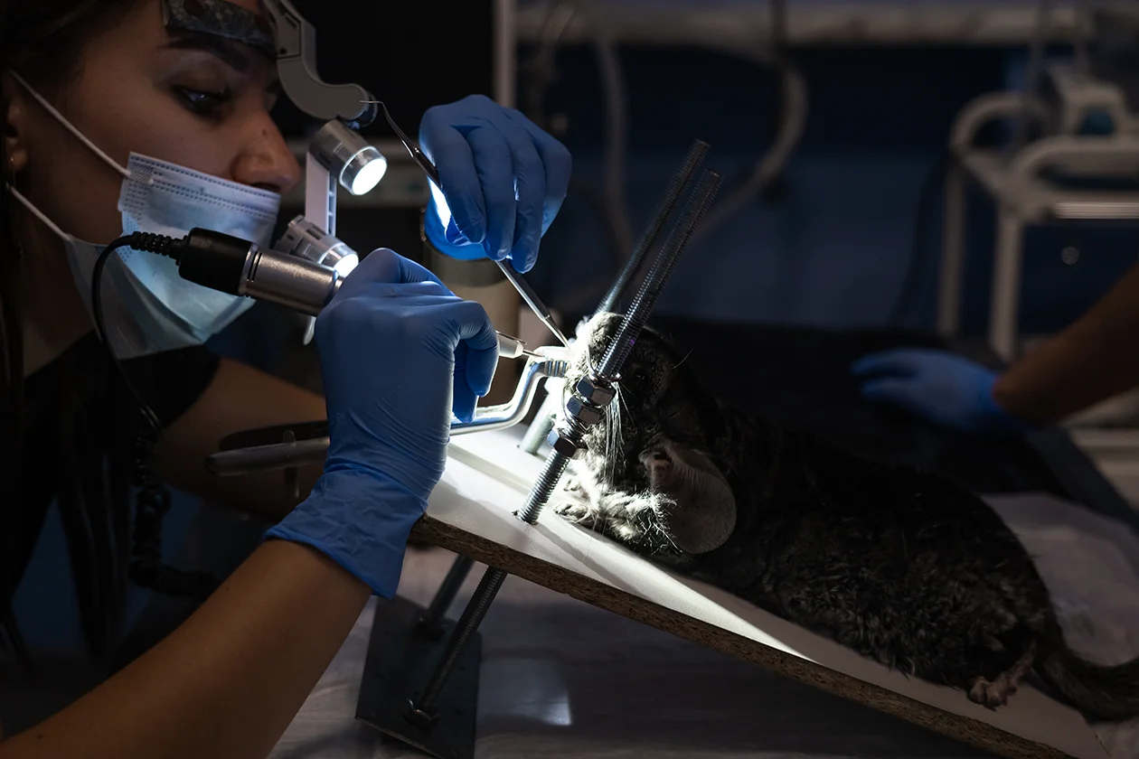 Про вскрытие животных